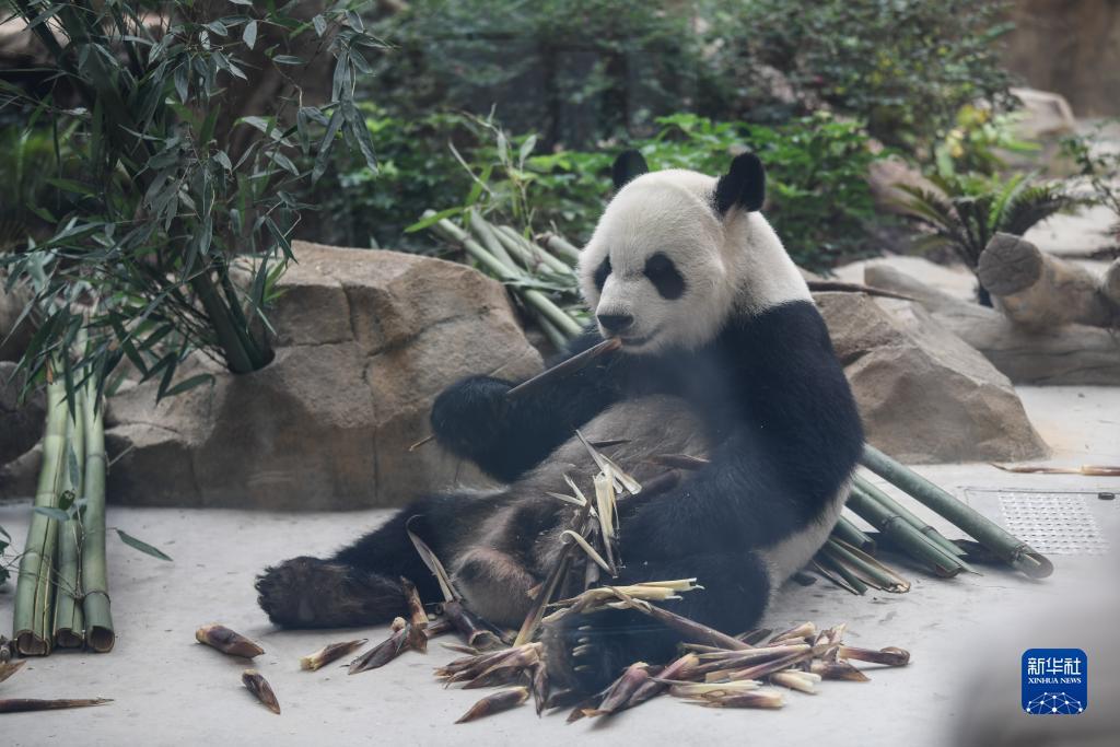 下载幸运双星游戏
